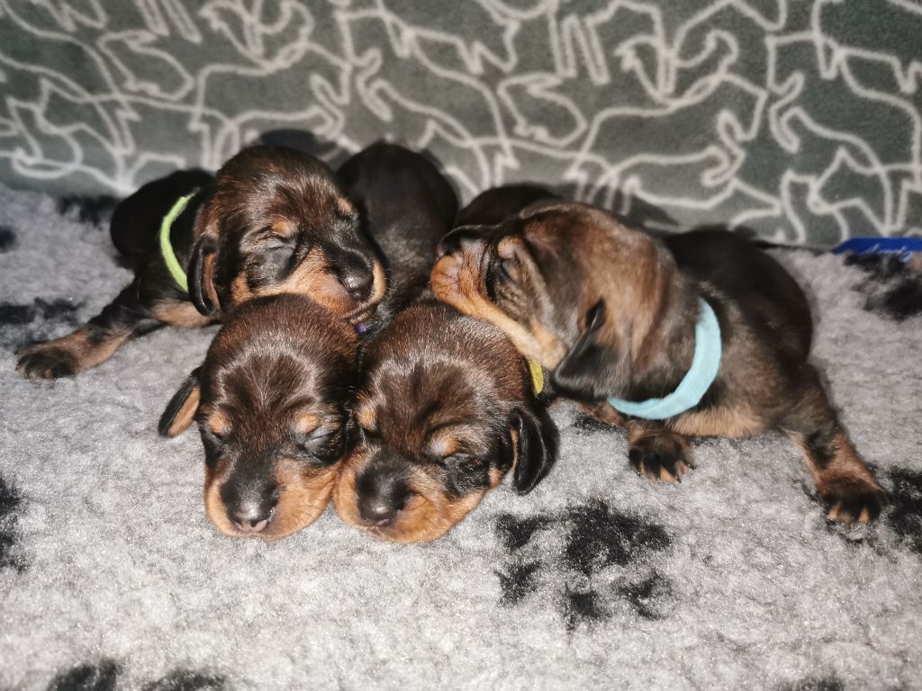 chiot Teckel poil dur des Lutins de la Chapelle