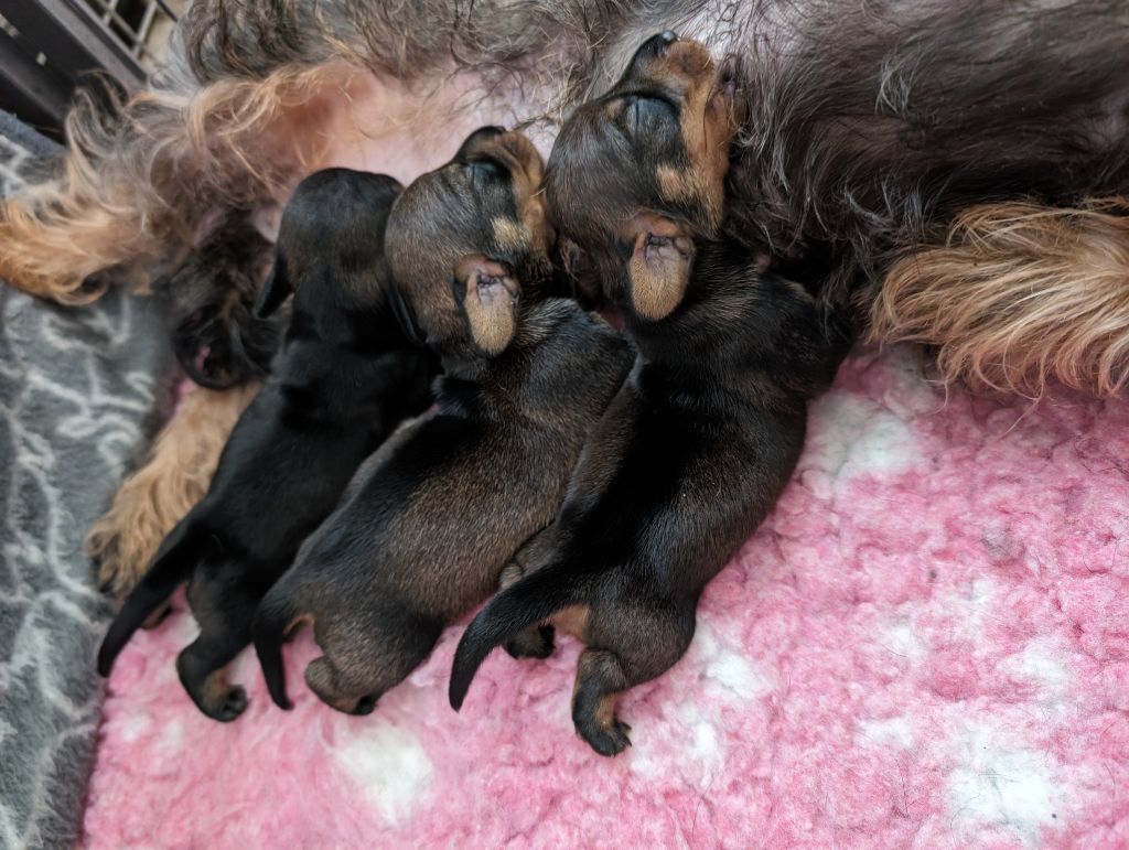 chiot Teckel poil dur des Lutins de la Chapelle