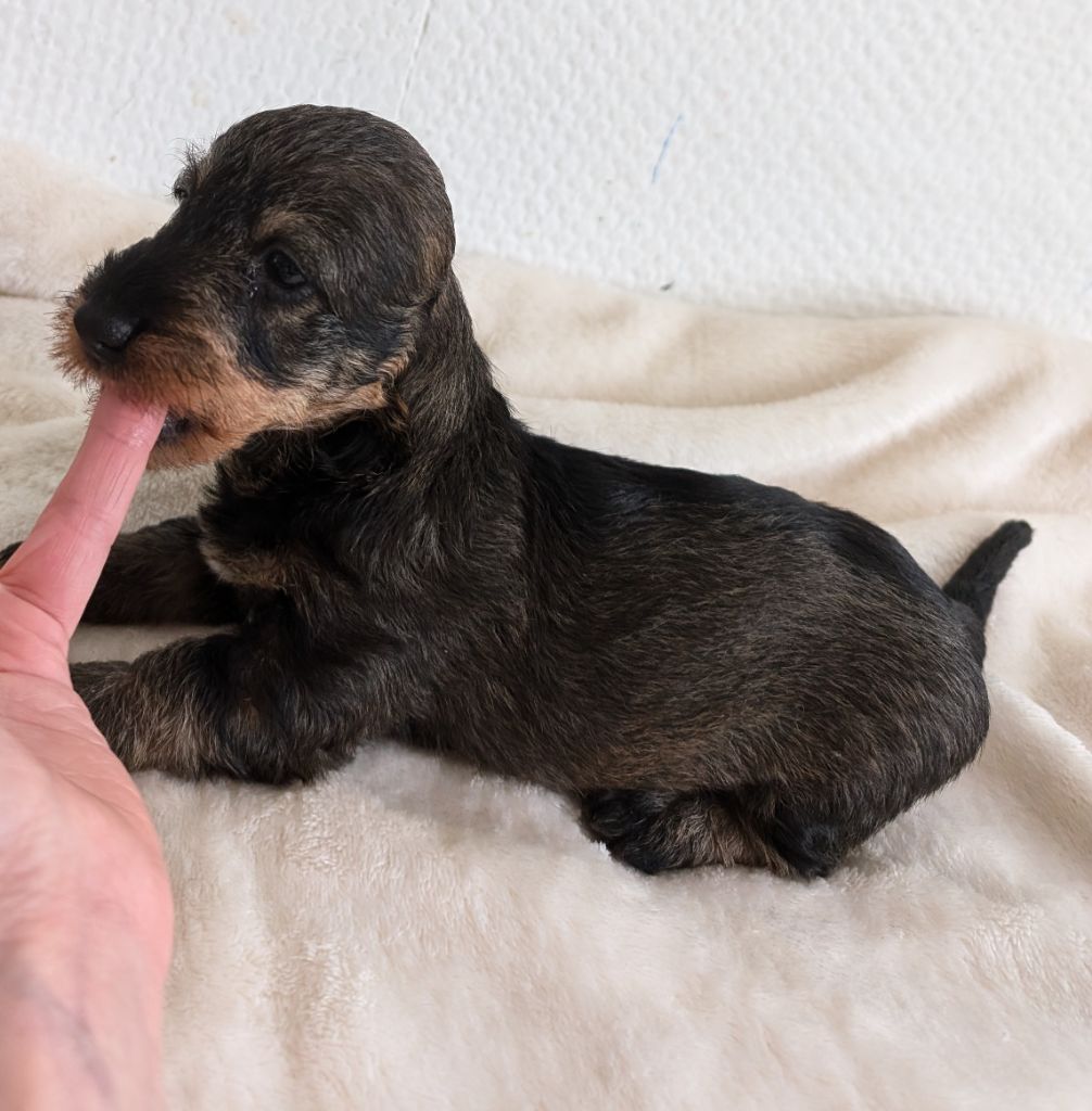 des Lutins de la Chapelle - Chiot disponible  - Teckel poil dur