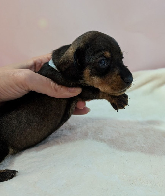 CHIOT femelle (collier bleu ciel)