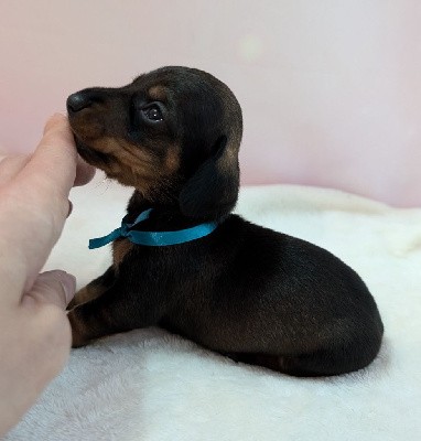 CHIOT mâle (collier bleu)