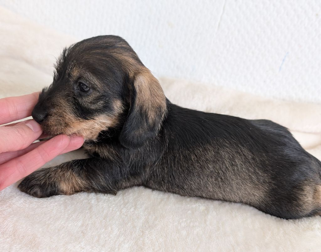 des Lutins de la Chapelle - Chiot disponible  - Teckel poil dur