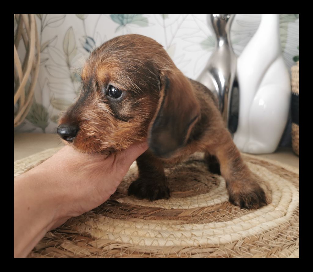 des Lutins de la Chapelle - Chiots disponibles à la réservation 