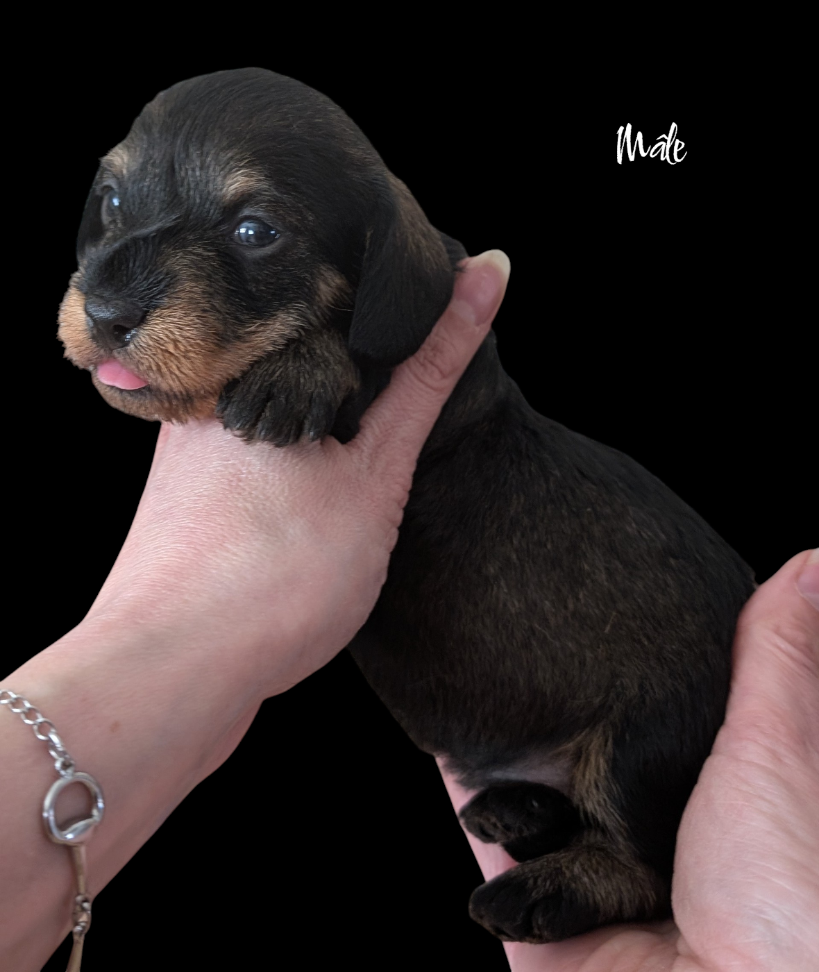 des Lutins de la Chapelle - Chiots disponibles - Teckel poil dur