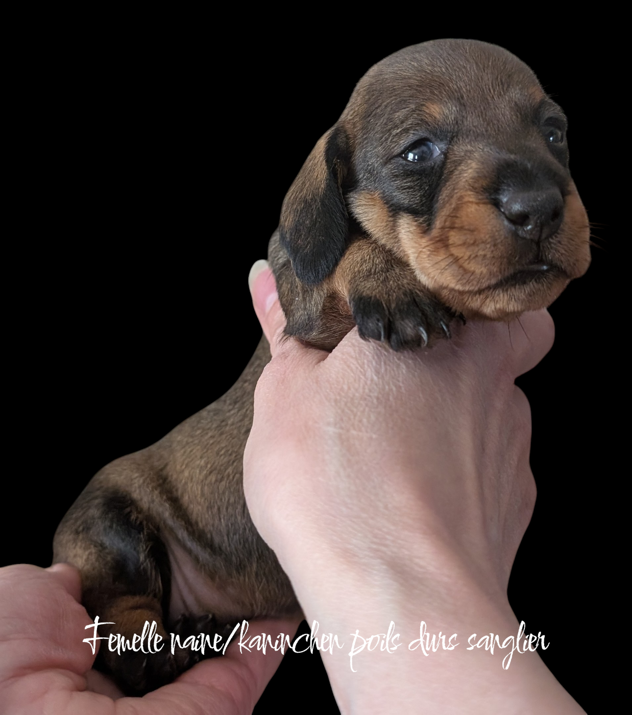 des Lutins de la Chapelle - Chiots disponibles - Teckel poil dur