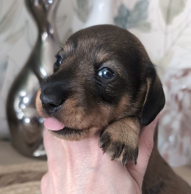 des Lutins de la Chapelle - Chiots disponibles - Teckel poil dur