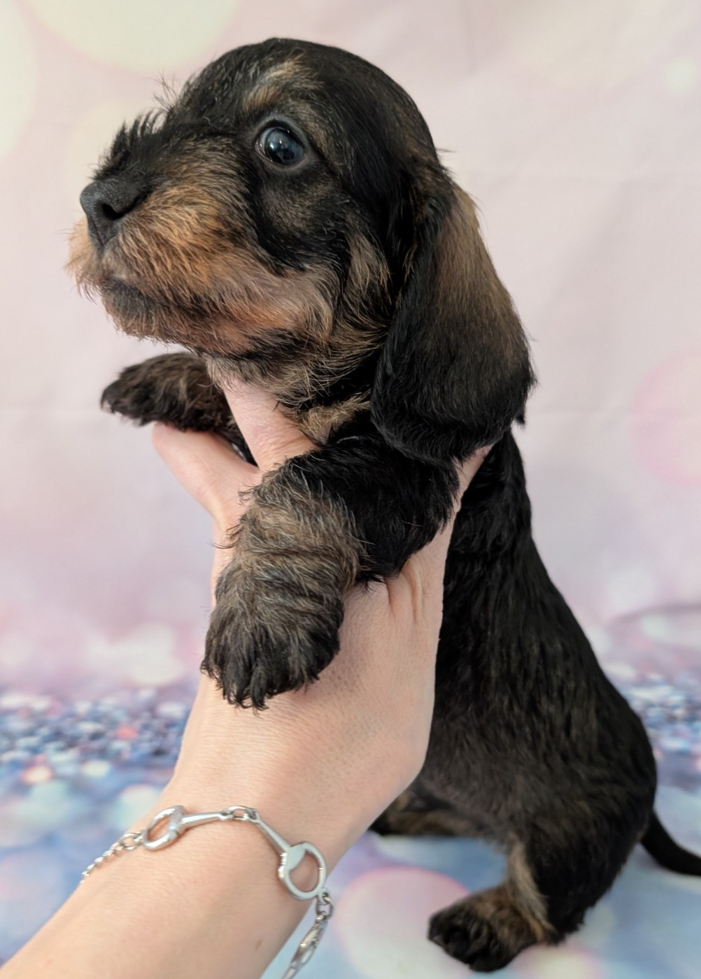 des Lutins de la Chapelle - Teckel poil dur - Portée née le 18/02/2026