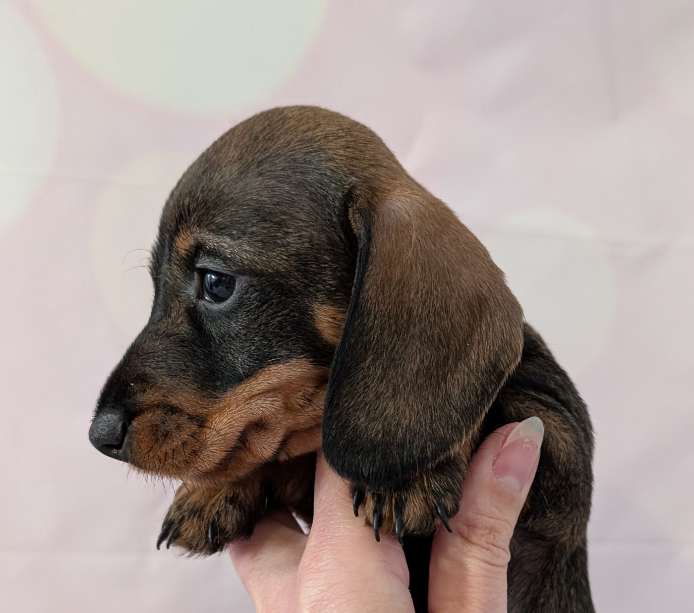 des Lutins de la Chapelle - Chiots disponibles - Teckel poil dur