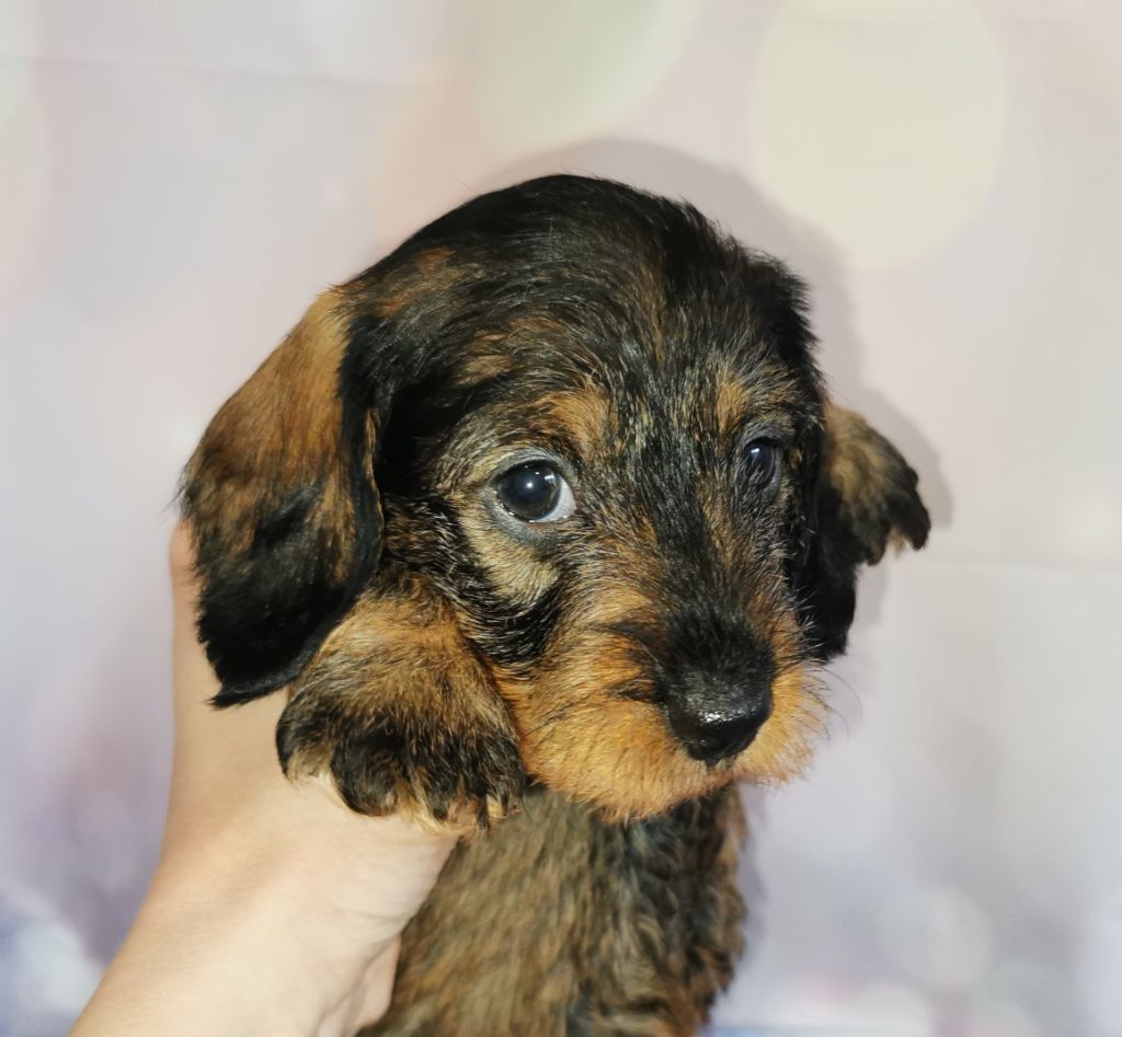 des Lutins de la Chapelle - Teckel poil dur - Portée née le 06/02/2023