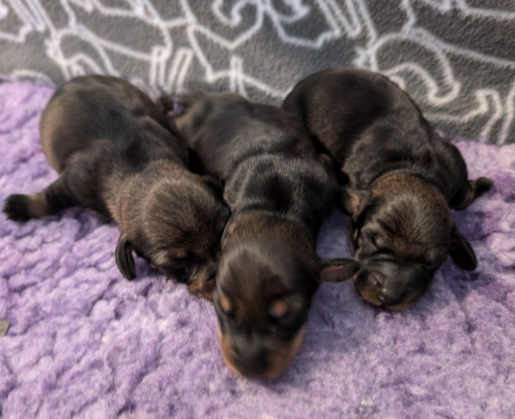 Chiot Teckel poil dur des Lutins de la Chapelle