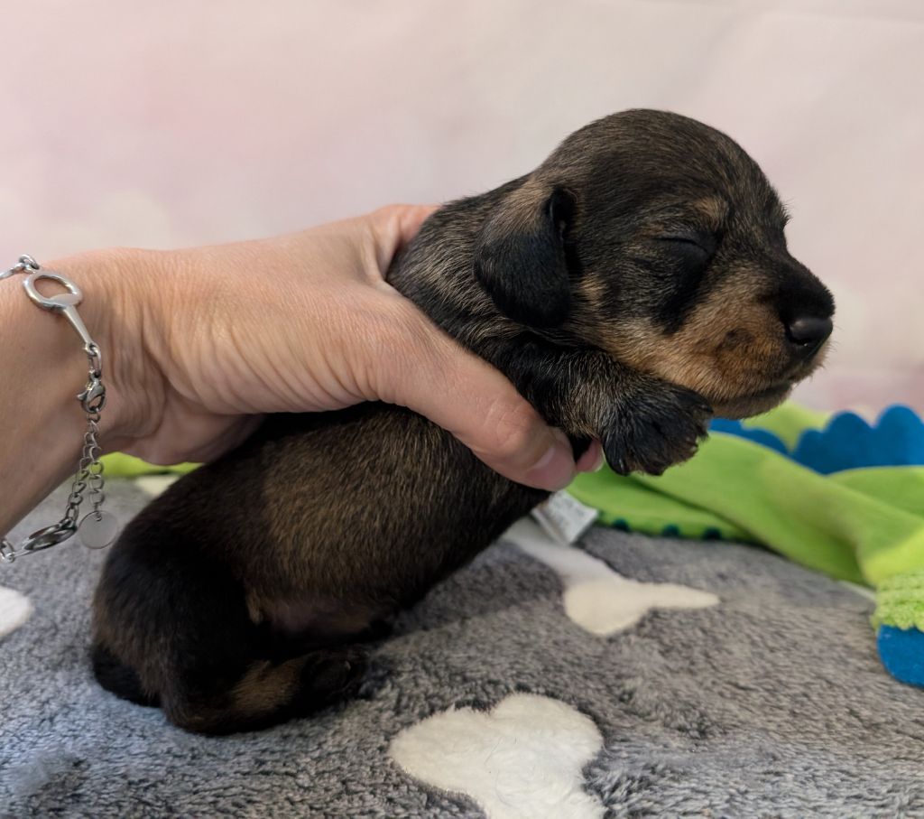 des Lutins de la Chapelle - Chiots disponibles - Teckel poil dur