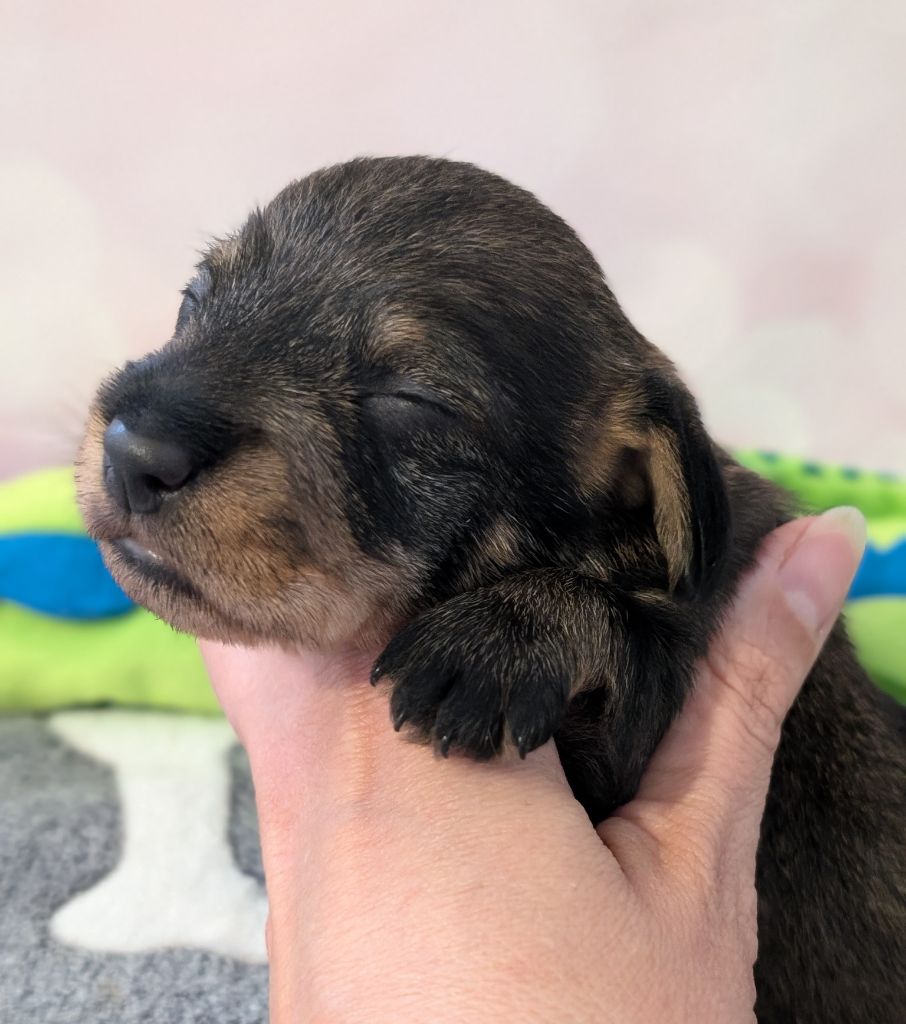 des Lutins de la Chapelle - Chiots disponibles - Teckel poil dur