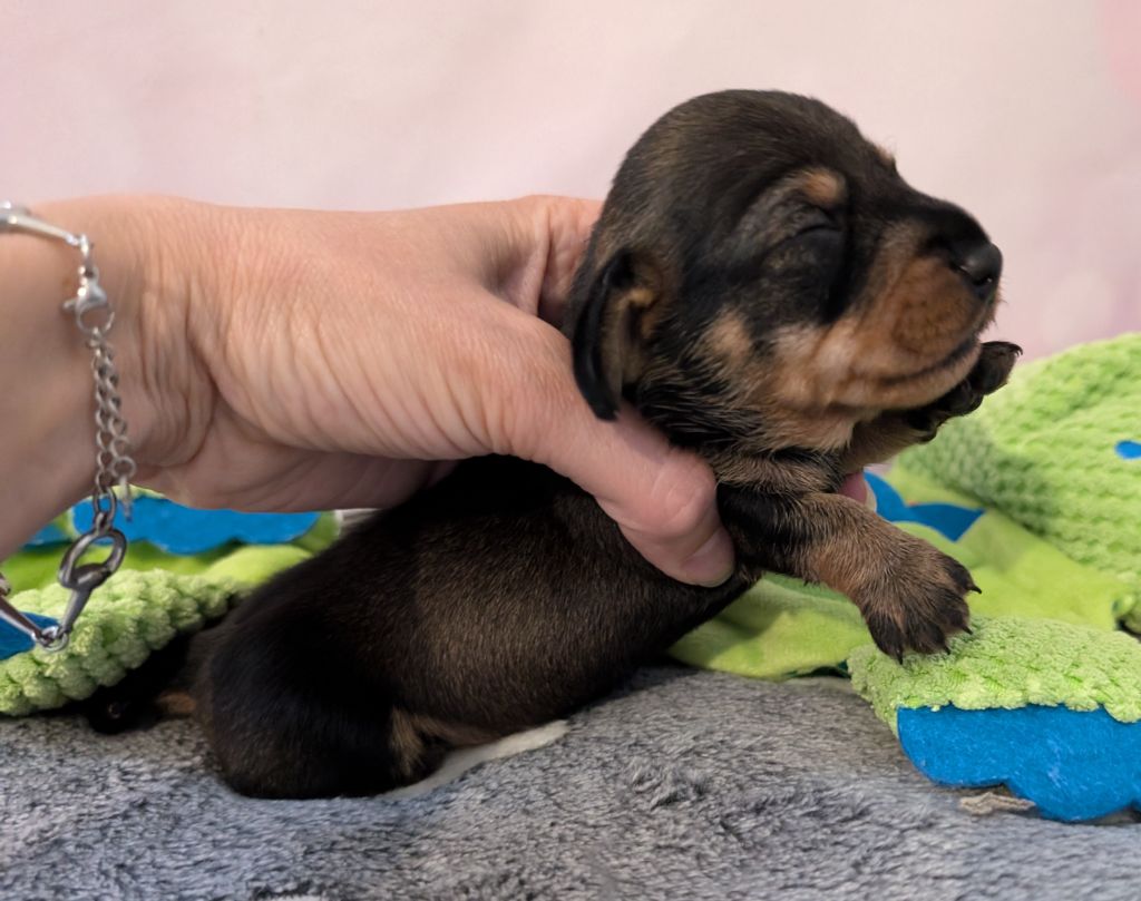 des Lutins de la Chapelle - Chiots disponibles - Teckel poil dur